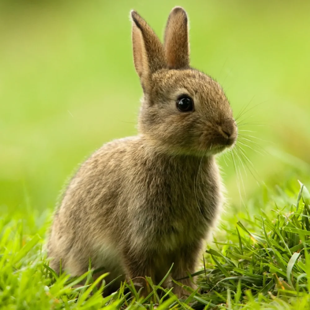 El color del compromiso: Ilicit es Cruelty Free